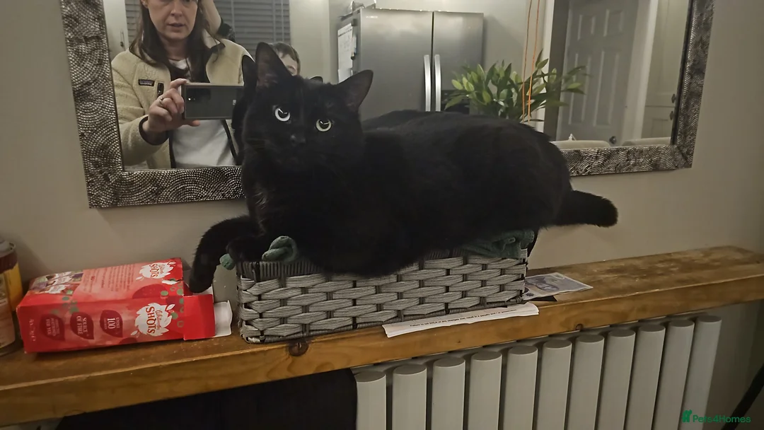 Mixed Breed cats for sale: Male cat - Advert 3