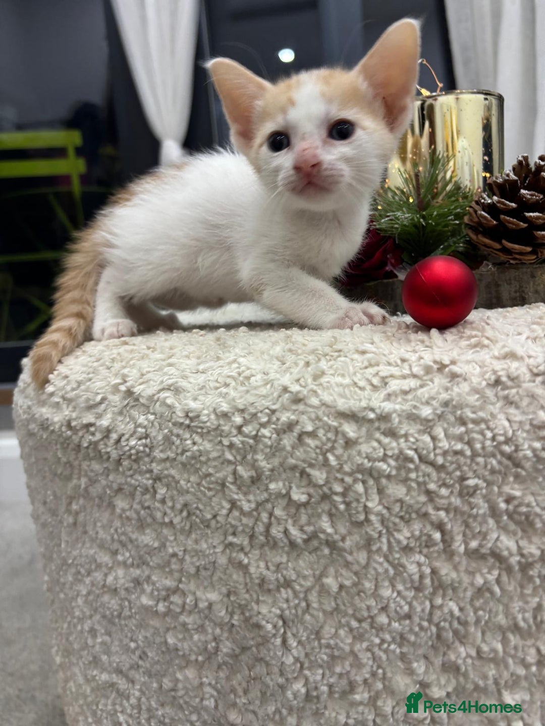 Oriental cats for sale: Gorgeous oriental kittens  - Advert 11