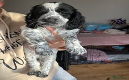 Cocker Spaniel dogs for sale: Beautiful Working Cocker Spaniel puppies - Advert 15
