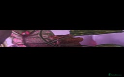 Gecko reptiles for sale: Baby geckos - Image 3