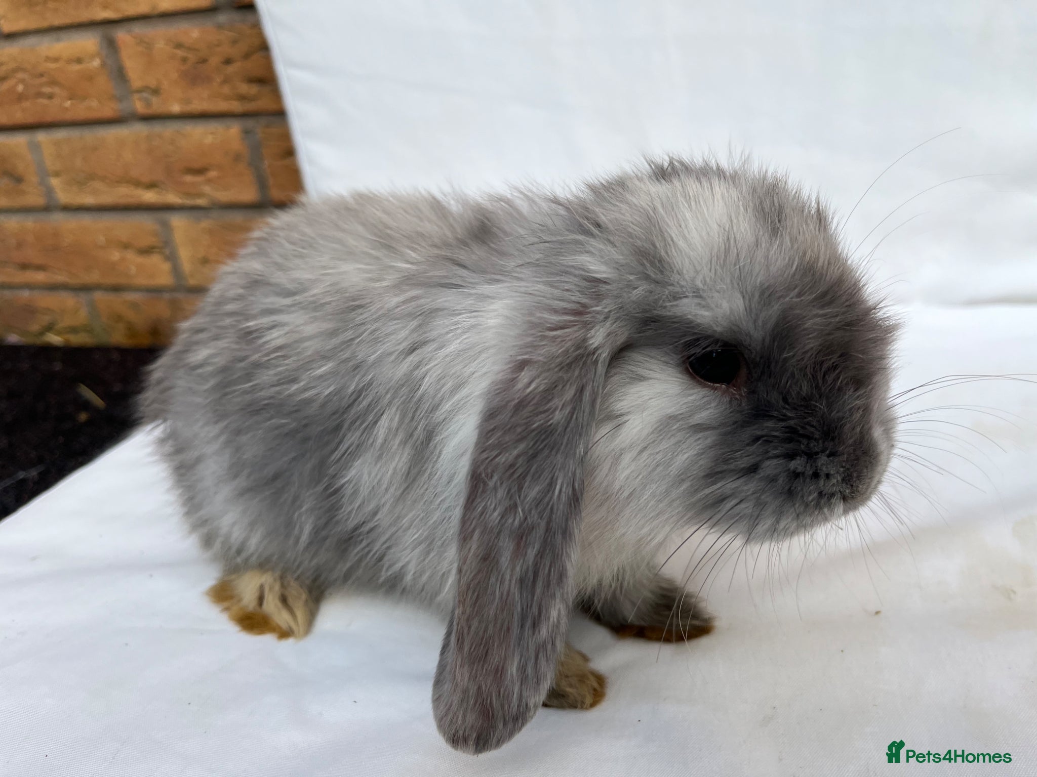 French Lop rabbits for sale: 🐰 Full breed French Lops Ready to Leave 🐰 - Advert 15