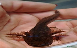 Axolotl reptiles for sale: Axolotls  - Image 22
