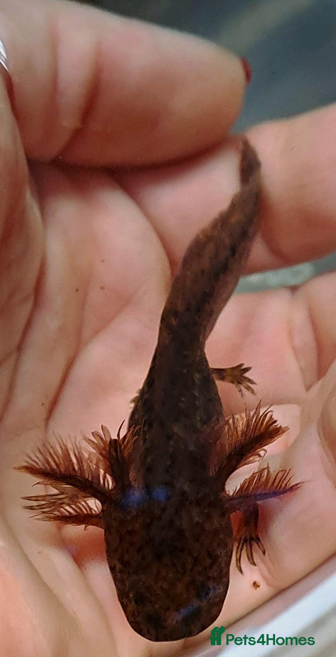 Axolotl reptiles for sale: Axolotls  - Image 22