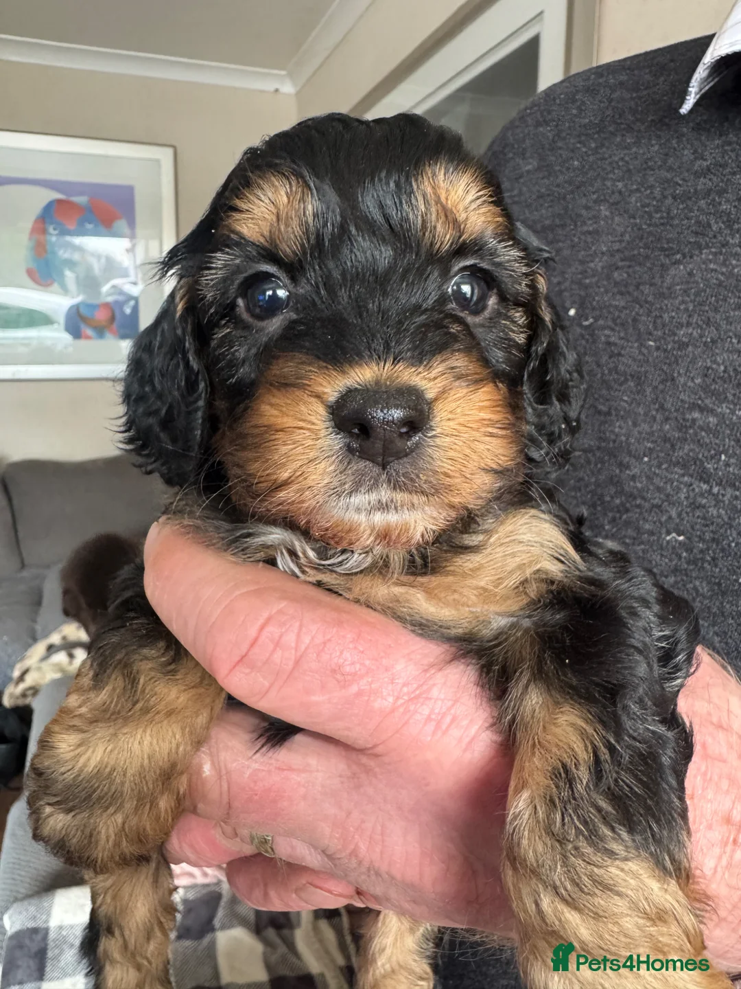 Cockapoo dogs for sale: Cockapoo Puppies in Bradford - Advert 1