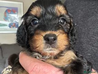 Cockapoo dogs Cockapoo Puppies - Advert 1