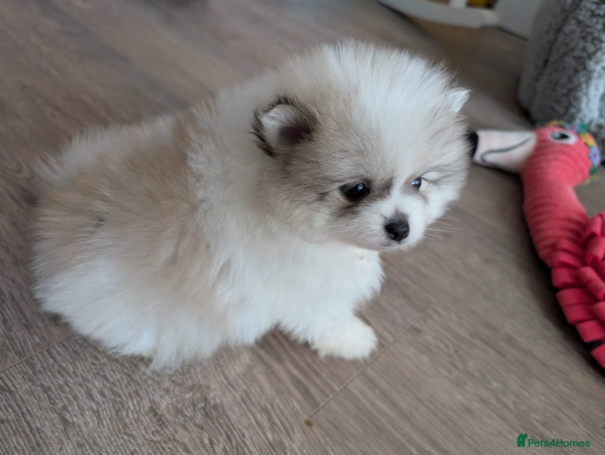 Pomeranian dogs TINY Pure Gorgeous KC Pomeranians Pups - Advert 2