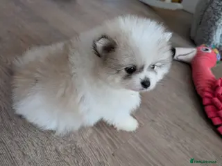 Pomeranian dogs TINY Pure Gorgeous KC Pomeranians Pups - Advert 2