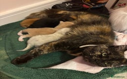 Maine Coon cats for sale: 5 beautiful maincoone litter  - Image 1