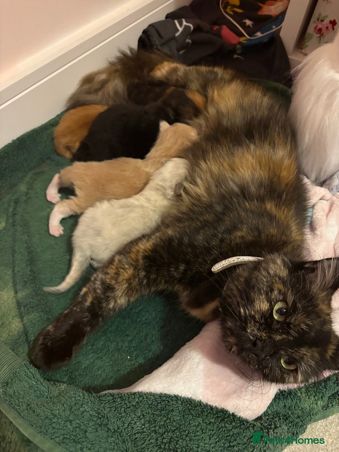 Maine Coon cats for sale: 5 beautiful maincoone litter  - Image 1