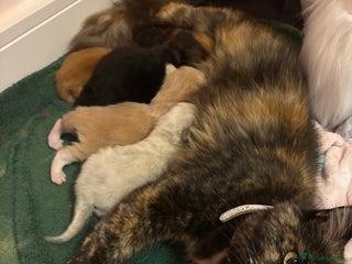 Maine Coon cats for sale - Advert 1