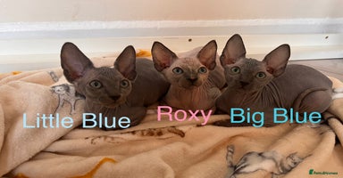 Sphynx cats - Advert 4