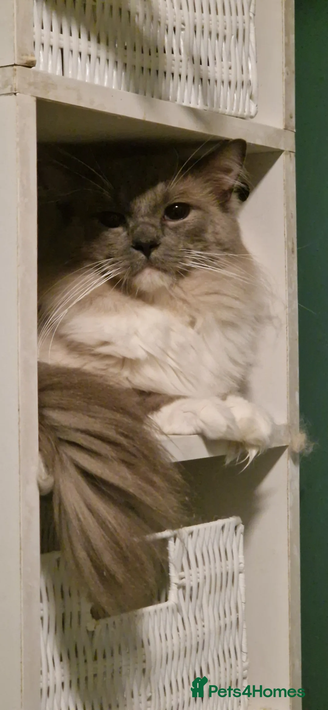 Ragdoll cats for sale: Gccf active reg male ragdoll - Advert 2