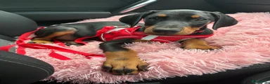 Dobermann Puppy 1