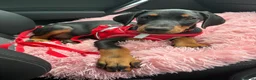 Dobermann dogs for sale: Ready now Kc Health tested Black & Tan girls  - Advert 15