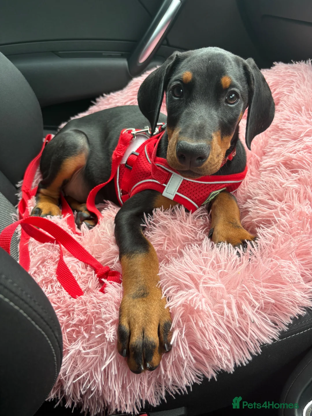 Dobermann dogs for sale: Ready now Kc Health tested Black & Tan girls  - Advert 15