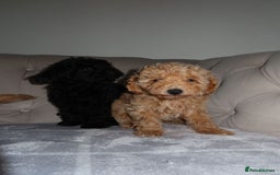 Toy Poodle dogs for sale: Toy poodle puppy - Image 4