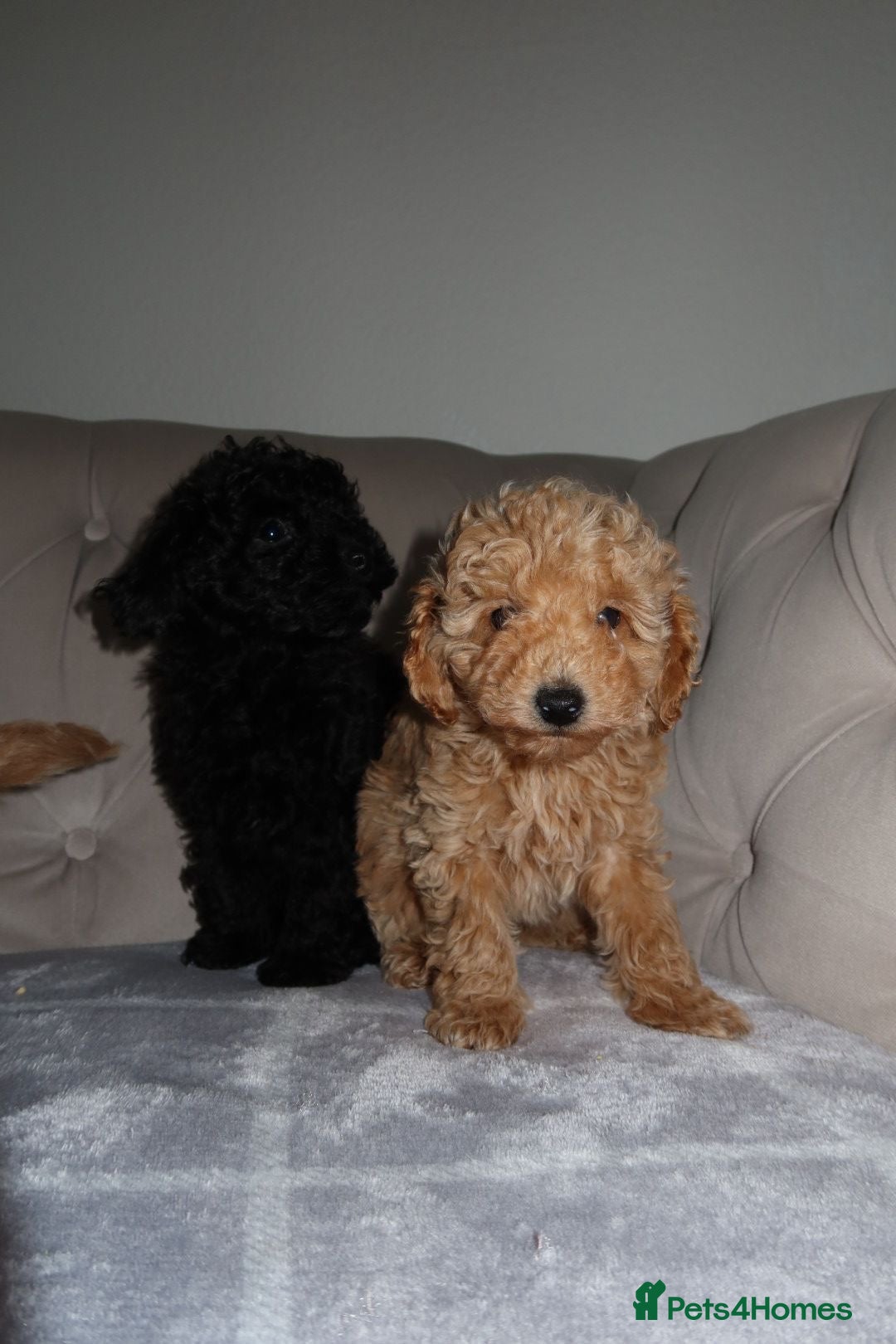 Toy Poodle dogs for sale: Toy poodle puppy - Image 4