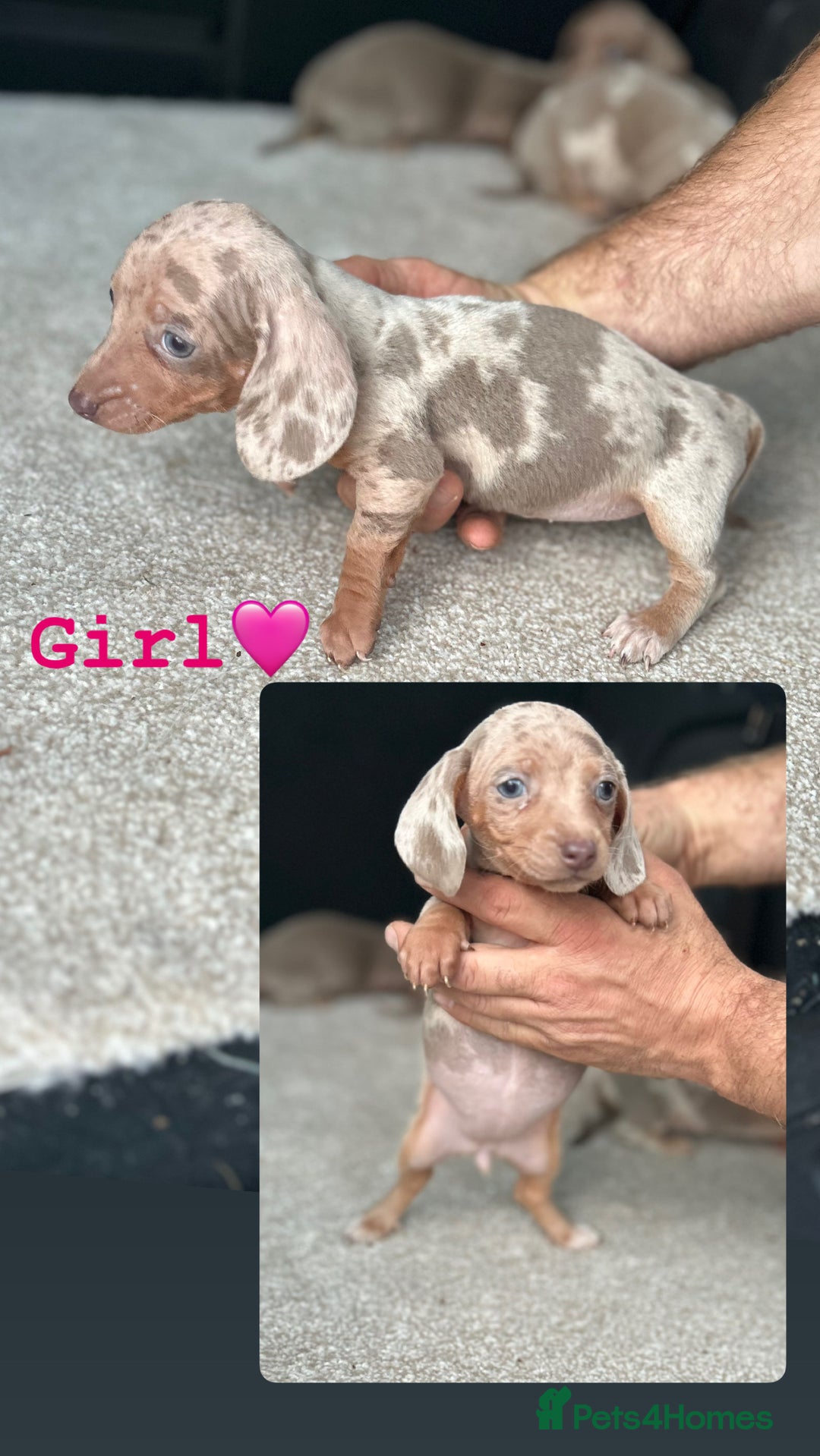 Miniature Dachshund dogs for sale: Rare colour miniature dachshund pups - Image 11