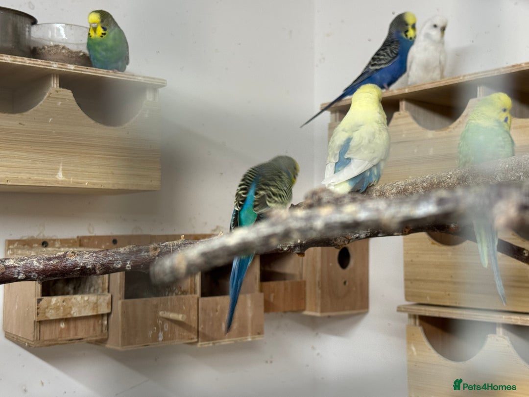 Budgerigars birds for sale: Budgies , mixed colours early 2025 birds - Advert 8