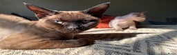 Devon Rex cats for sale: 3 gorgeous Devon Rex kittens - Advert 5