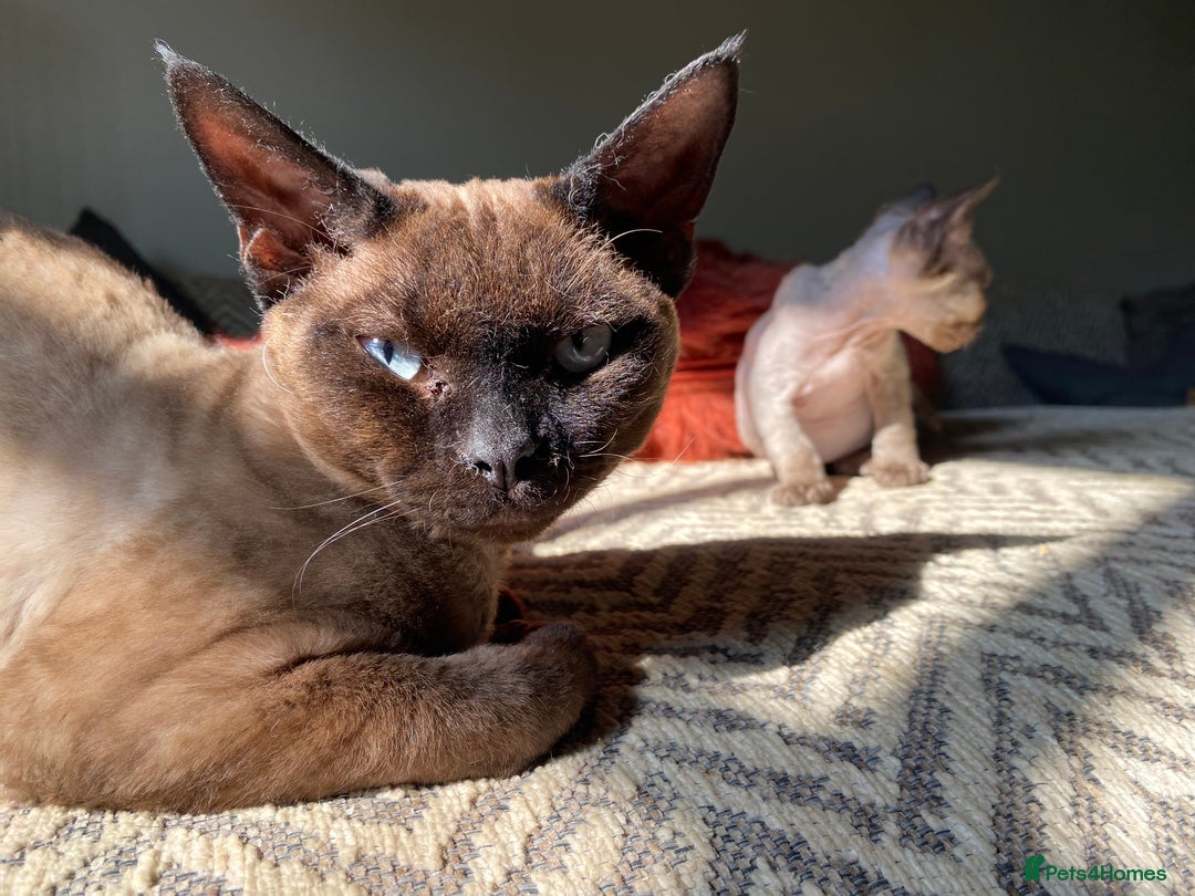 Devon Rex cats for sale: 3 gorgeous Devon Rex kittens - Advert 5