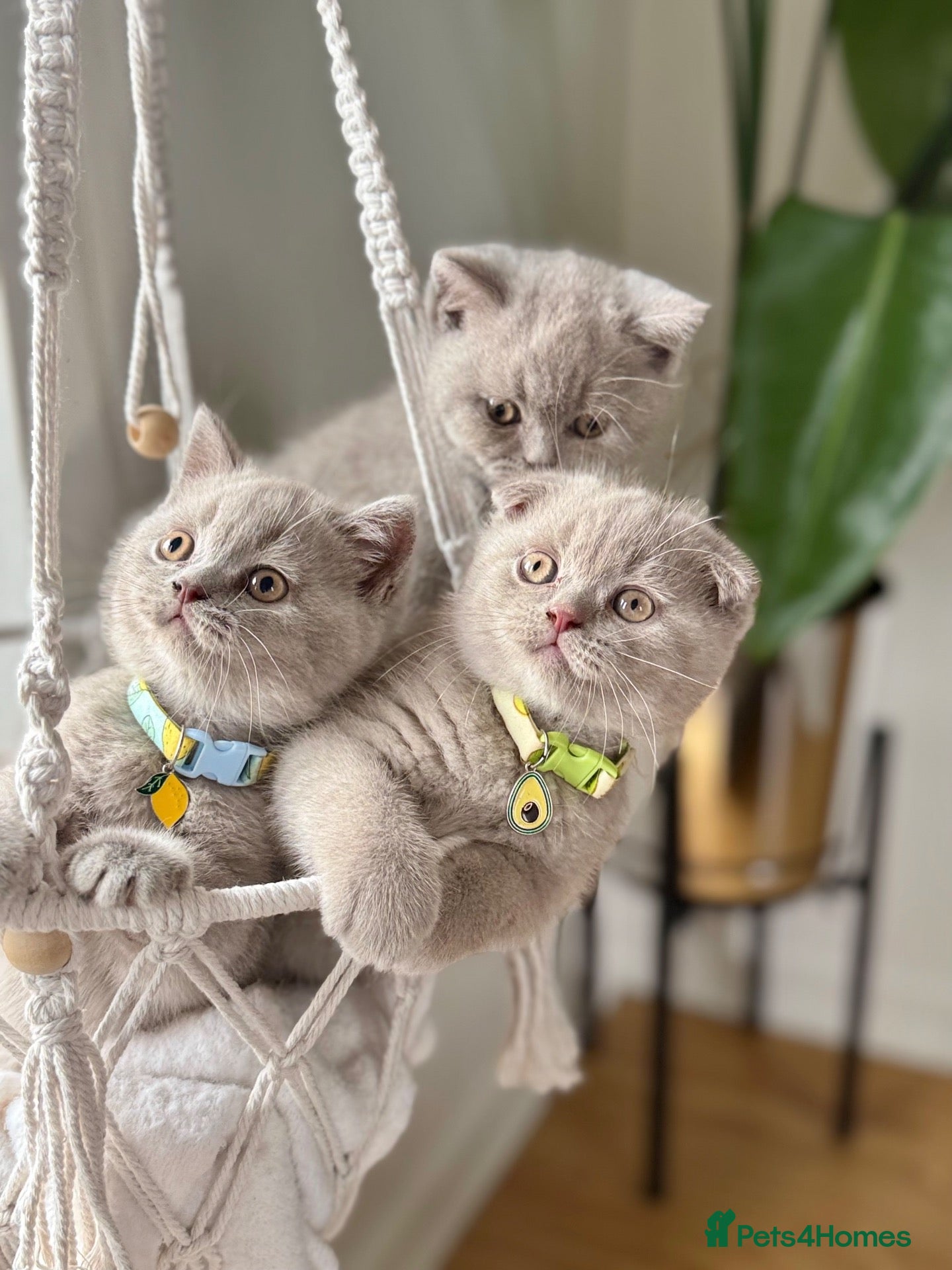 Scottish Fold cats Scottish fold - Advert 2