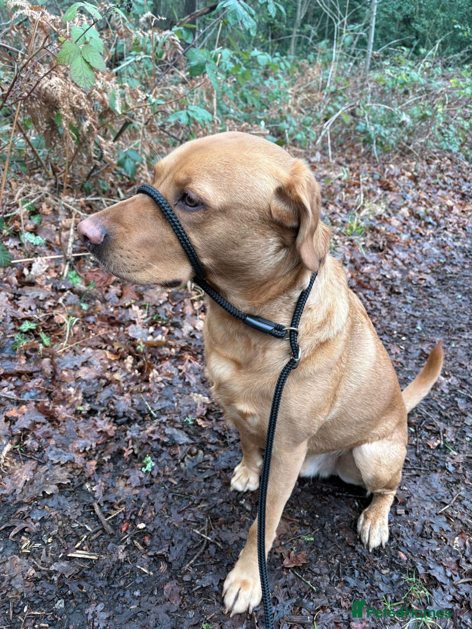 Labrador Retriever dogs Giles, Labrador Retriever  - Advert 3