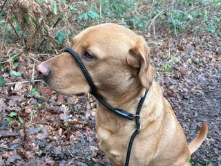 Labrador Retriever dogs Giles, Labrador Retriever - Advert 3