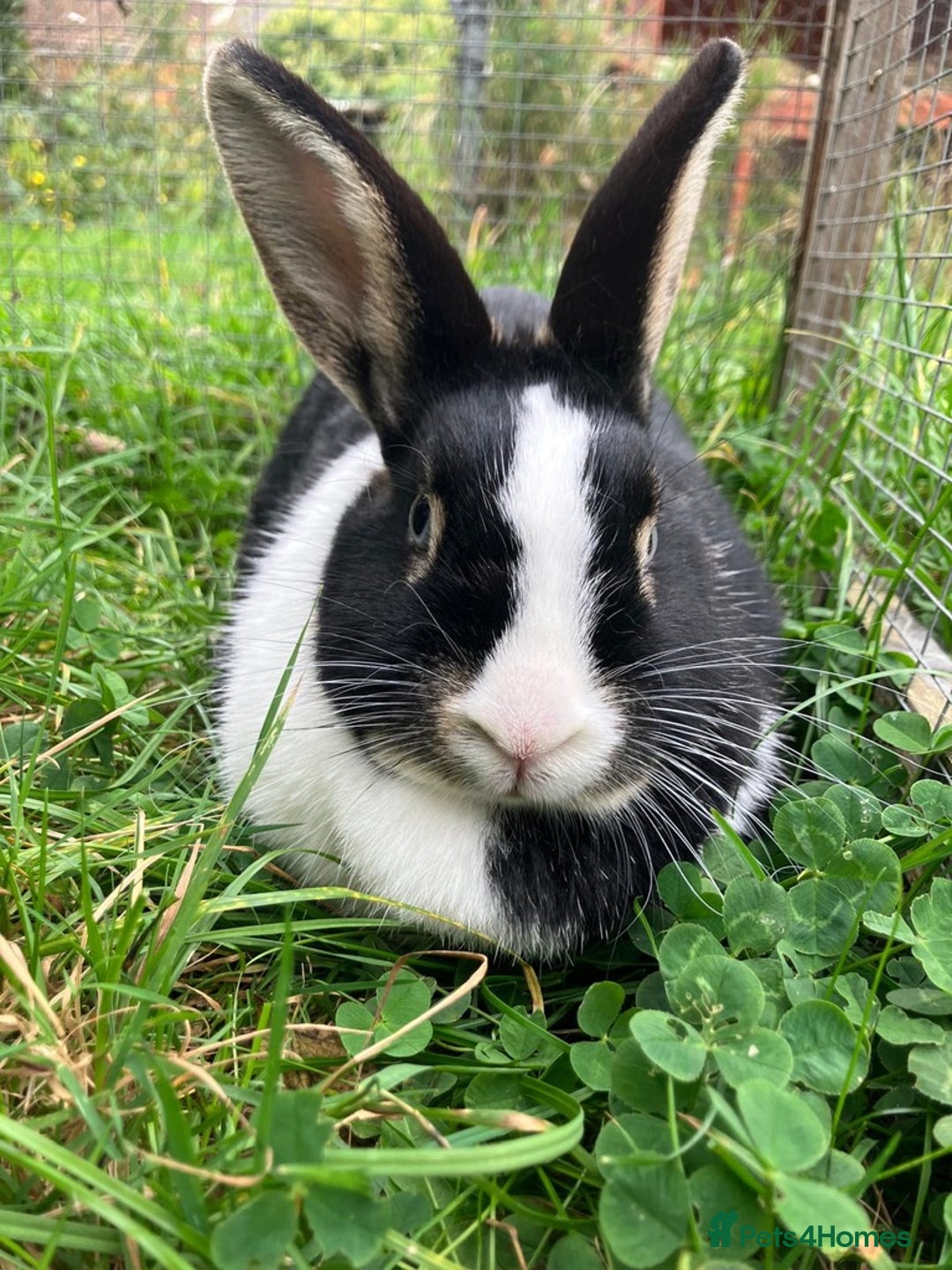Netherland Dwarf rabbits for sale: Female Netherland Dwarf, 2 years old, vaccinated - Advert 2
