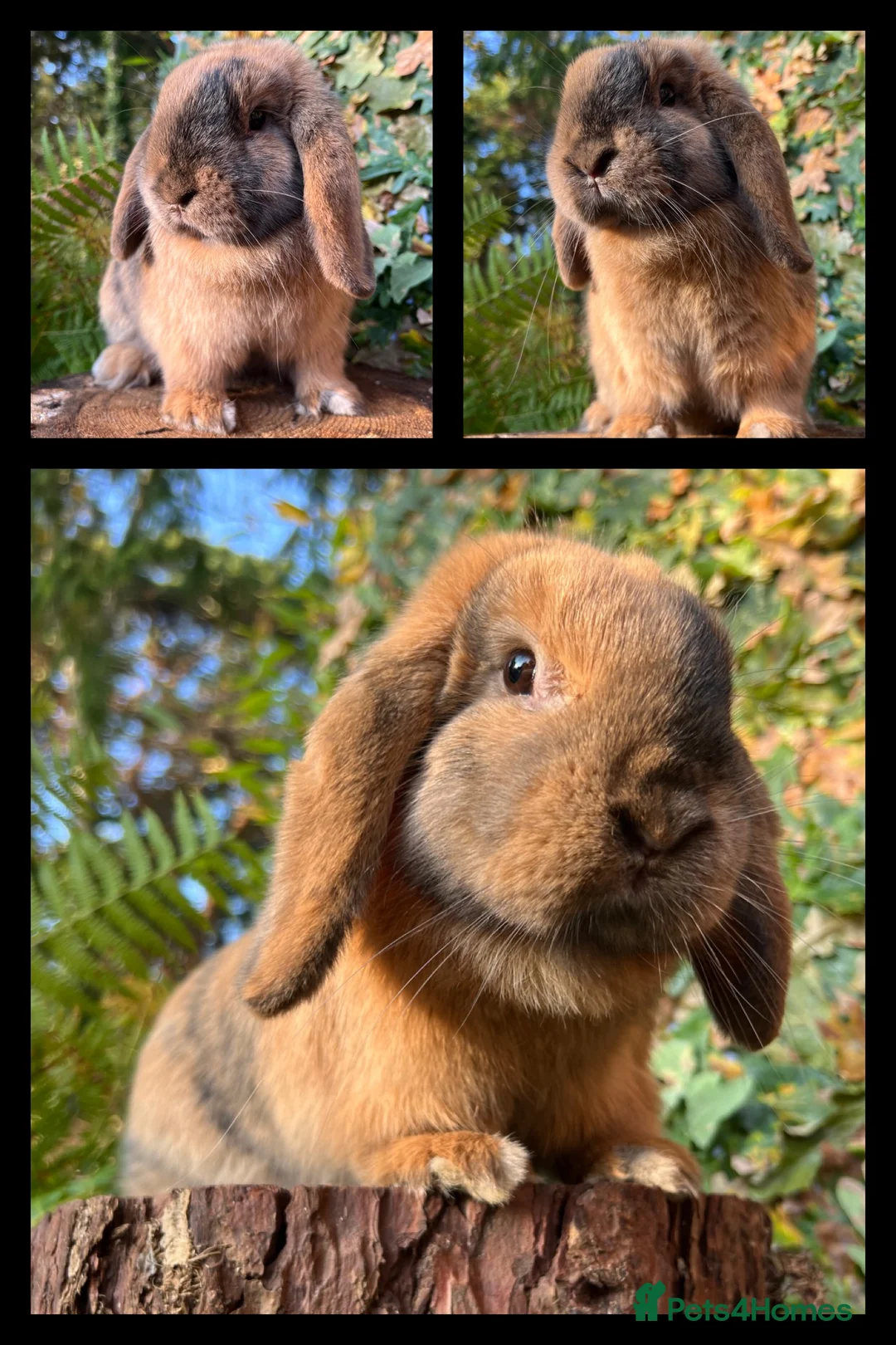 Mini Lop rabbits for sale: Mini Lop Rabbits Waitlist 2026 - Advert 7