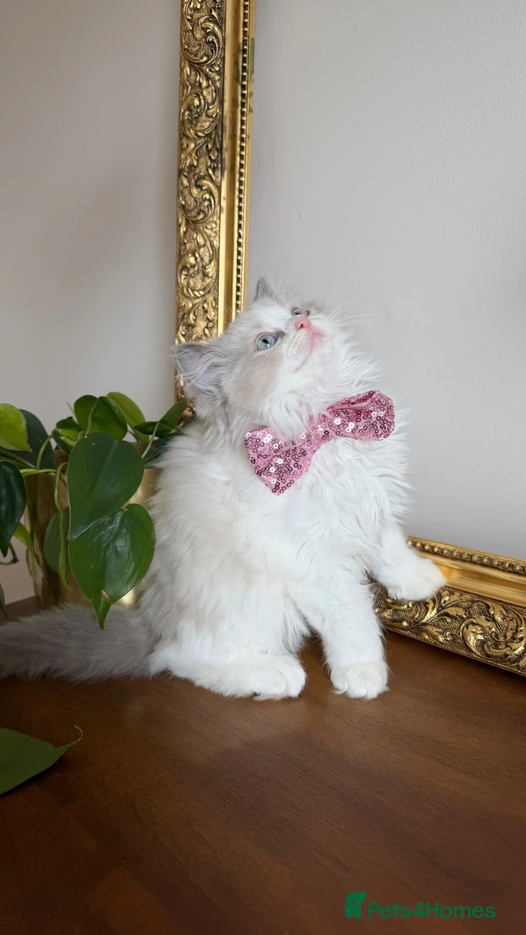 Ragdoll cats for sale: Pedigree Ragdoll Registered Kittens  🌸  - Advert 1