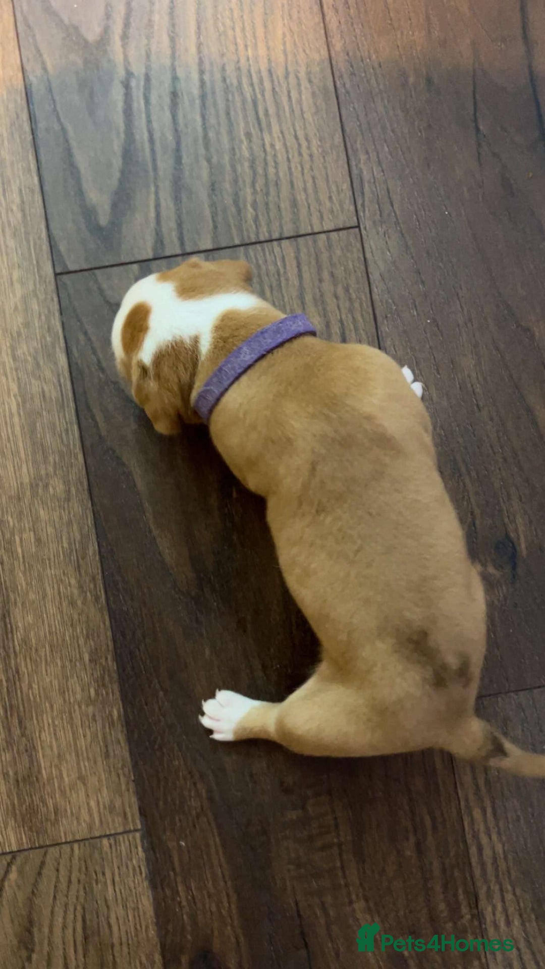 Alapaha Blue Blood Bulldog dogs for sale: IABBR registered Alapaha Blue Blood Bulldogs - Image 17