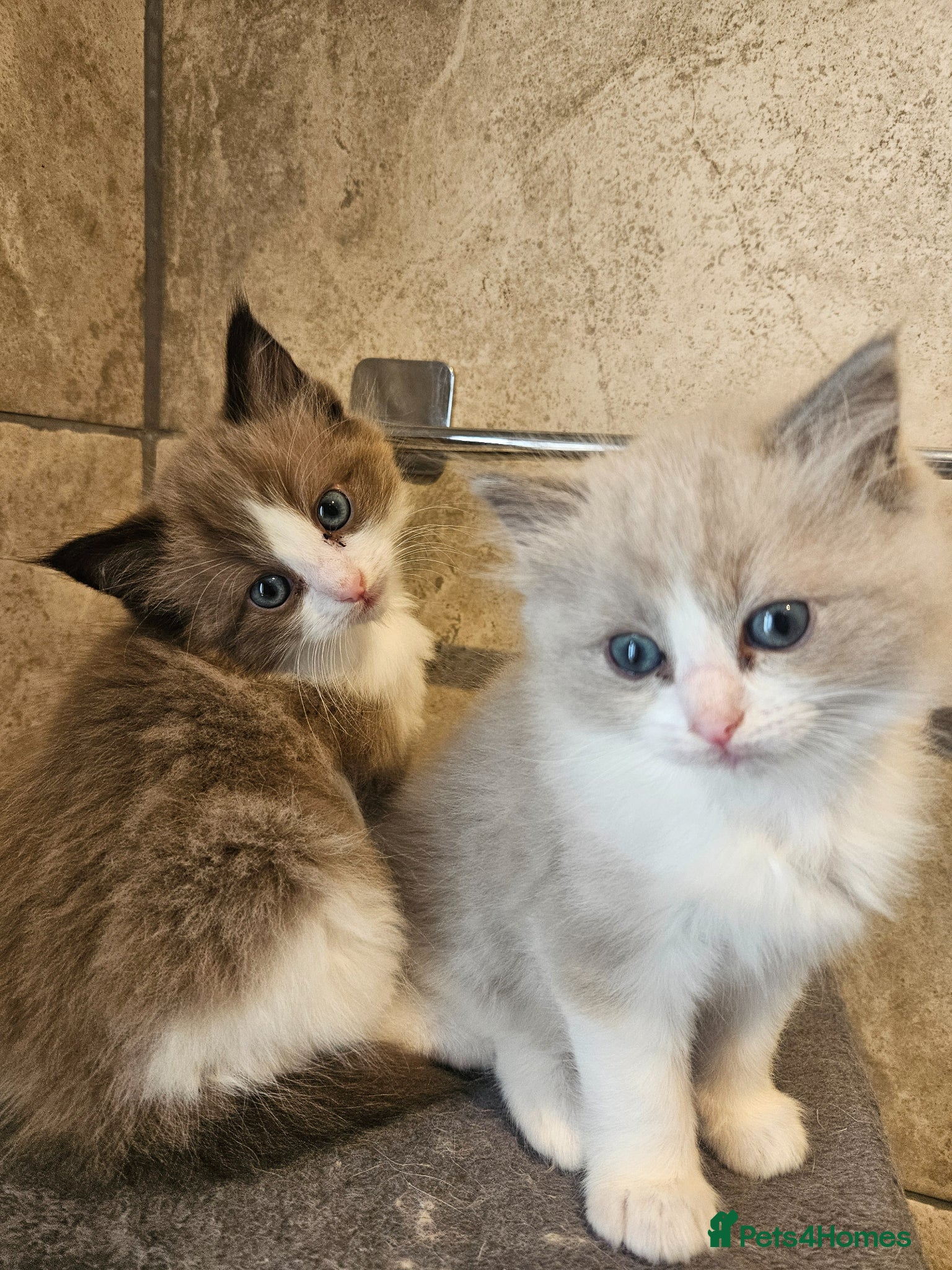Ragdoll cats Gorgeous bicolour ragdolls  - Advert 14