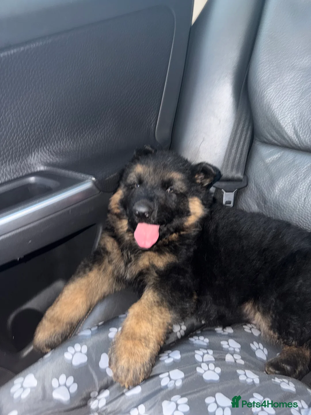 German Shepherd dogs for sale: German shepherd puppy in Gosport - Advert 5