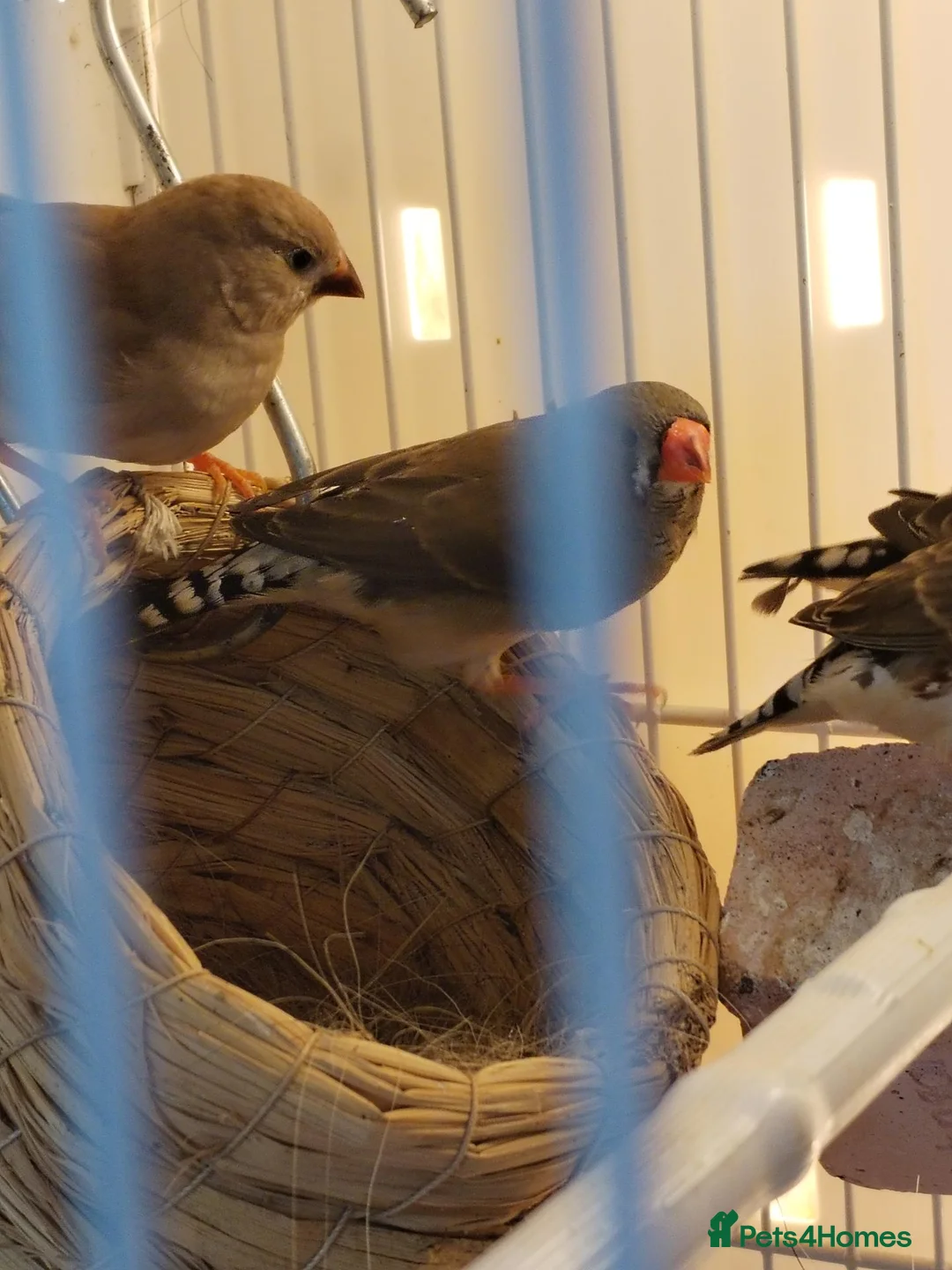 Finches birds for sale: Zebra finches  - Advert 1