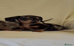 Dachshund dogs for sale: 3 beautiful girls  - Advert 5