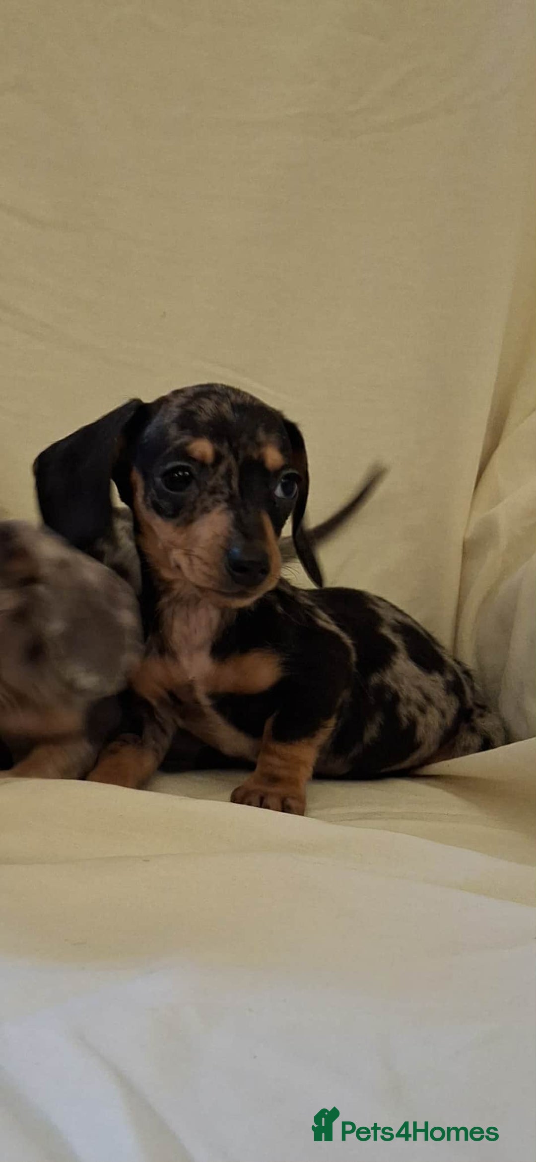 Dachshund dogs for sale: 3 beautiful girls  - Advert 5