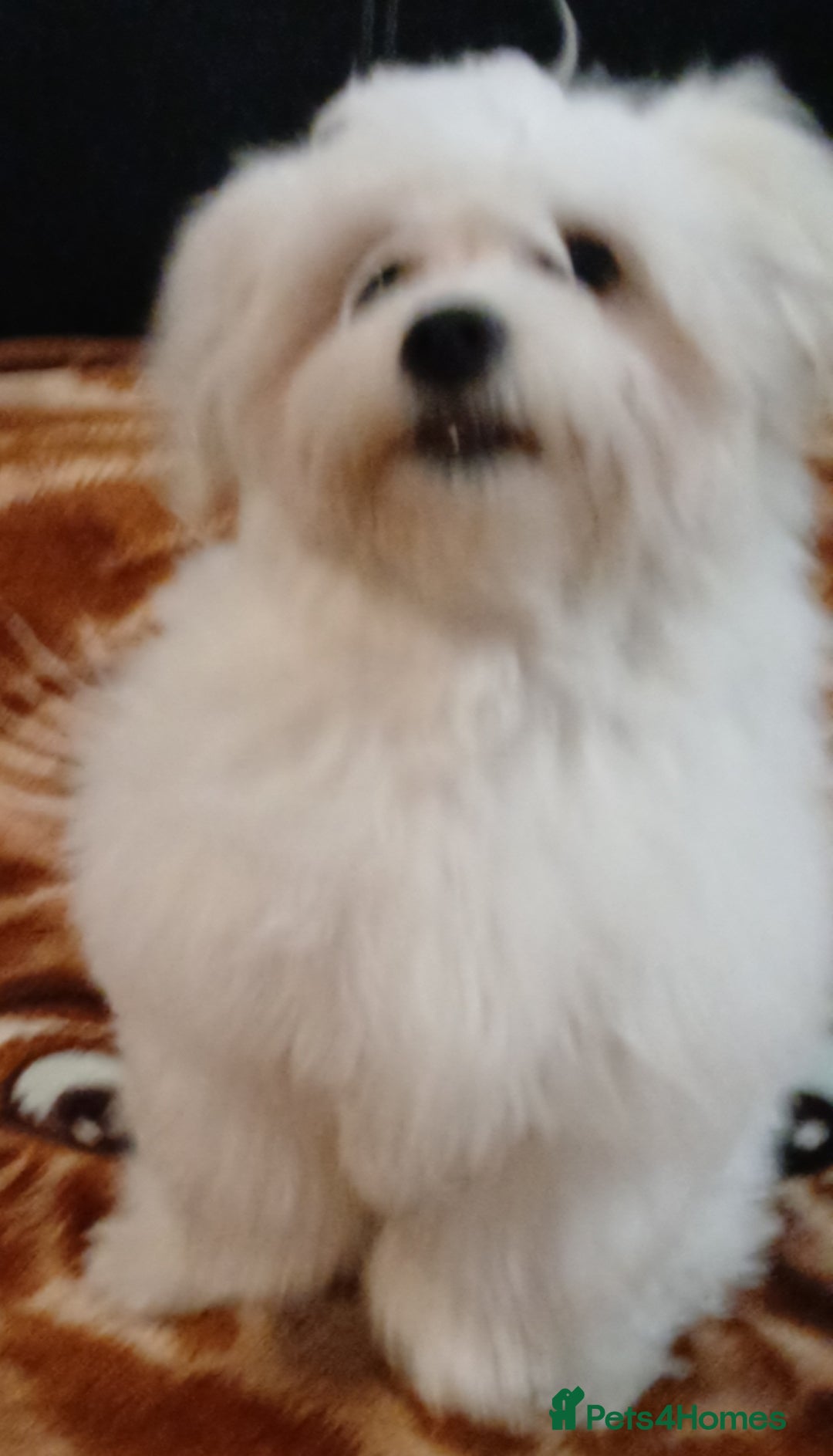 Maltese dogs for sale: BEAUTIFUL MALTESE PUPPIES - FROM LONDON . - Advert 14