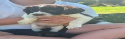 English Springer Spaniel dogs for sale: Springer Spaniel puppy  in Okehampton - Advert 5