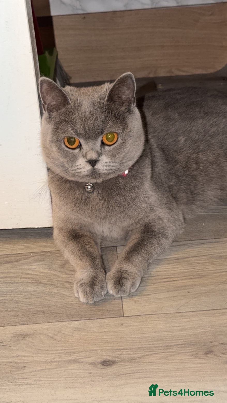 British Shorthair cats British short hair - Advert 1