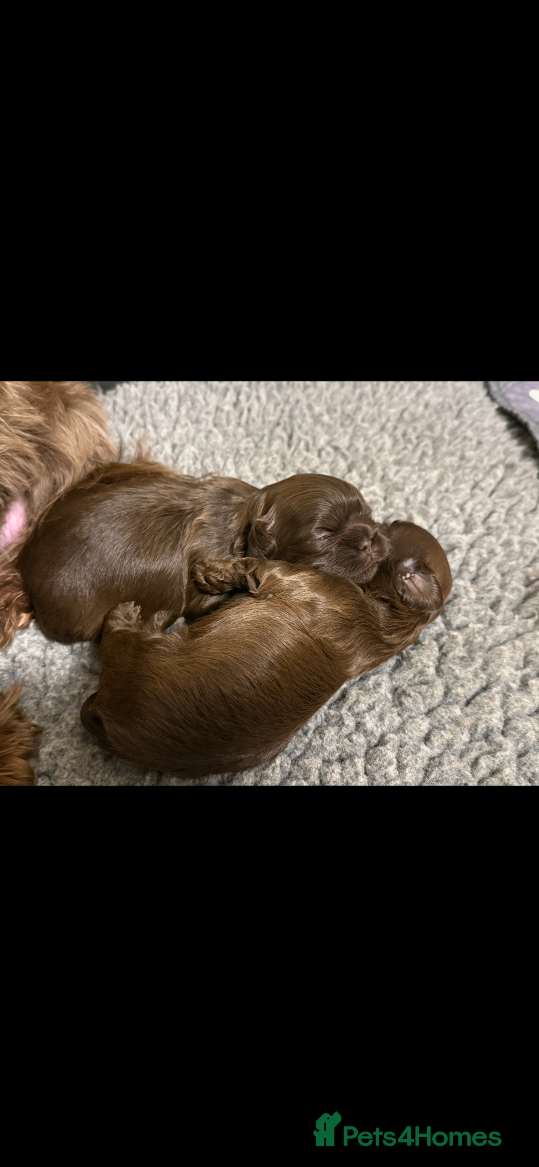 Shih Tzu dogs for sale: IMPERIAL CHOCOLATE SHIHTZU. - Advert 7
