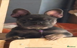 French Bulldog dogs for sale: Female frenchie  - Image 6