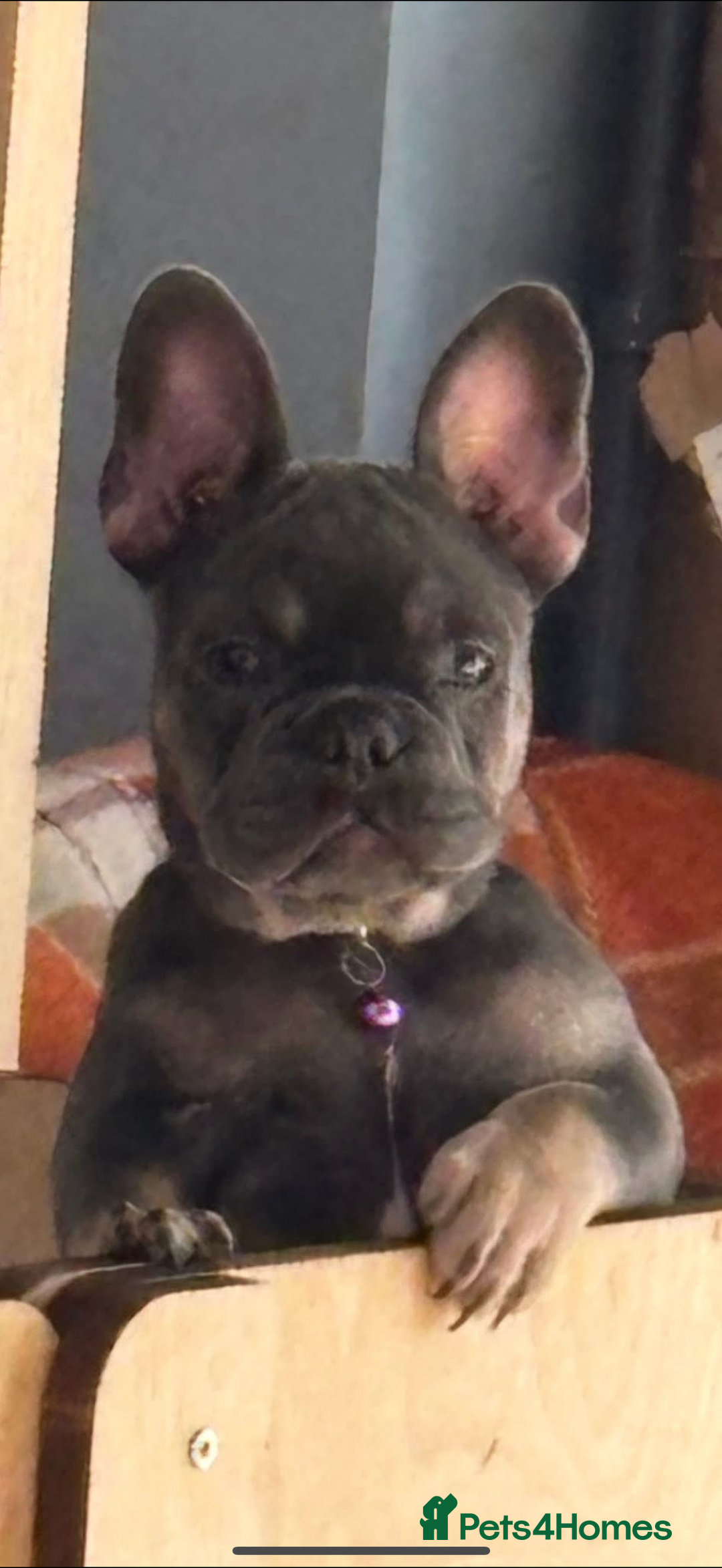 French Bulldog dogs for sale: Female frenchie  - Image 6