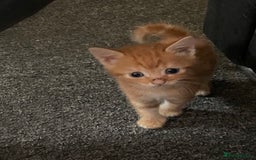 British Shorthair cats for sale: 5 Beautiful Kittens - Image 1
