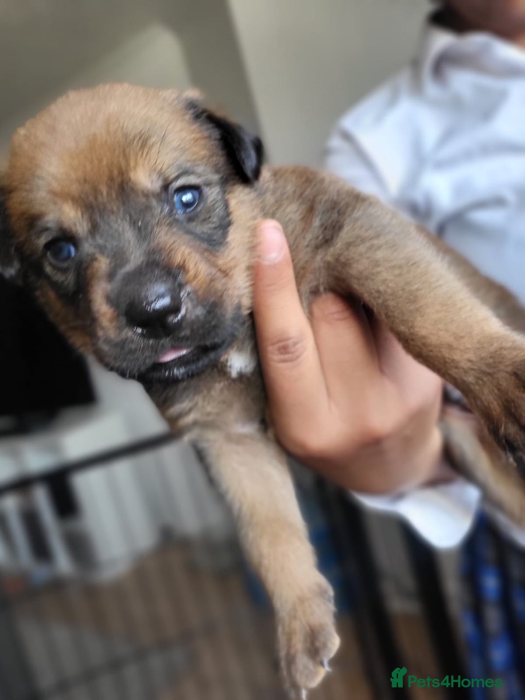 Mixed Breed dogs for sale: Beautiful Ridgeback Staffy x Rottweiler Puppies - Image 10