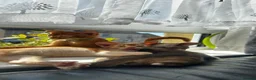 Abyssinian cats for sale: Abyssinian kittens  - Advert 9
