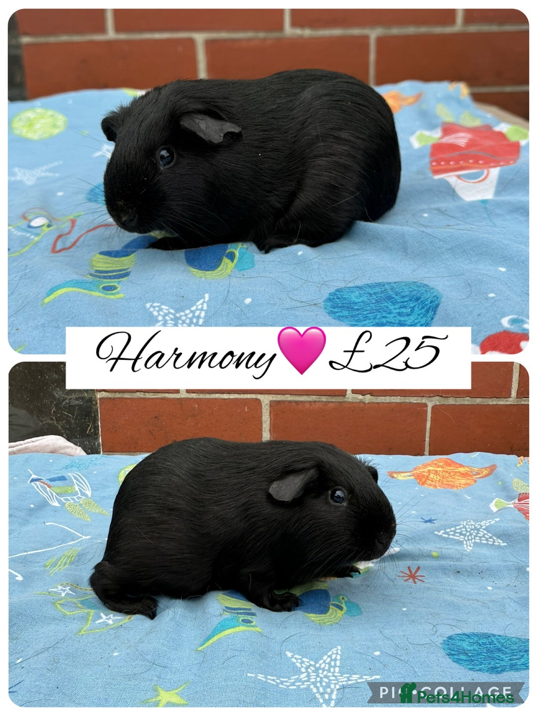 Guinea Pig rodents for sale: Female guinea pigs  - Image 14