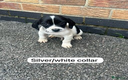 Mixed Breed dogs for sale: Beautiful litter of cocker Jacks - Image 9