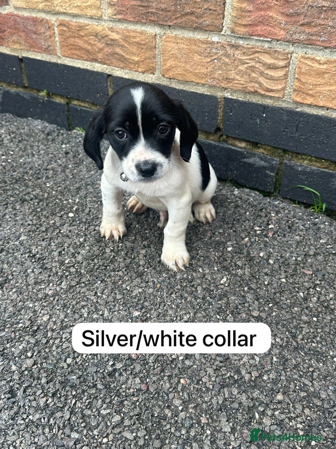 Mixed Breed dogs for sale: Beautiful litter of cocker Jacks - Image 9