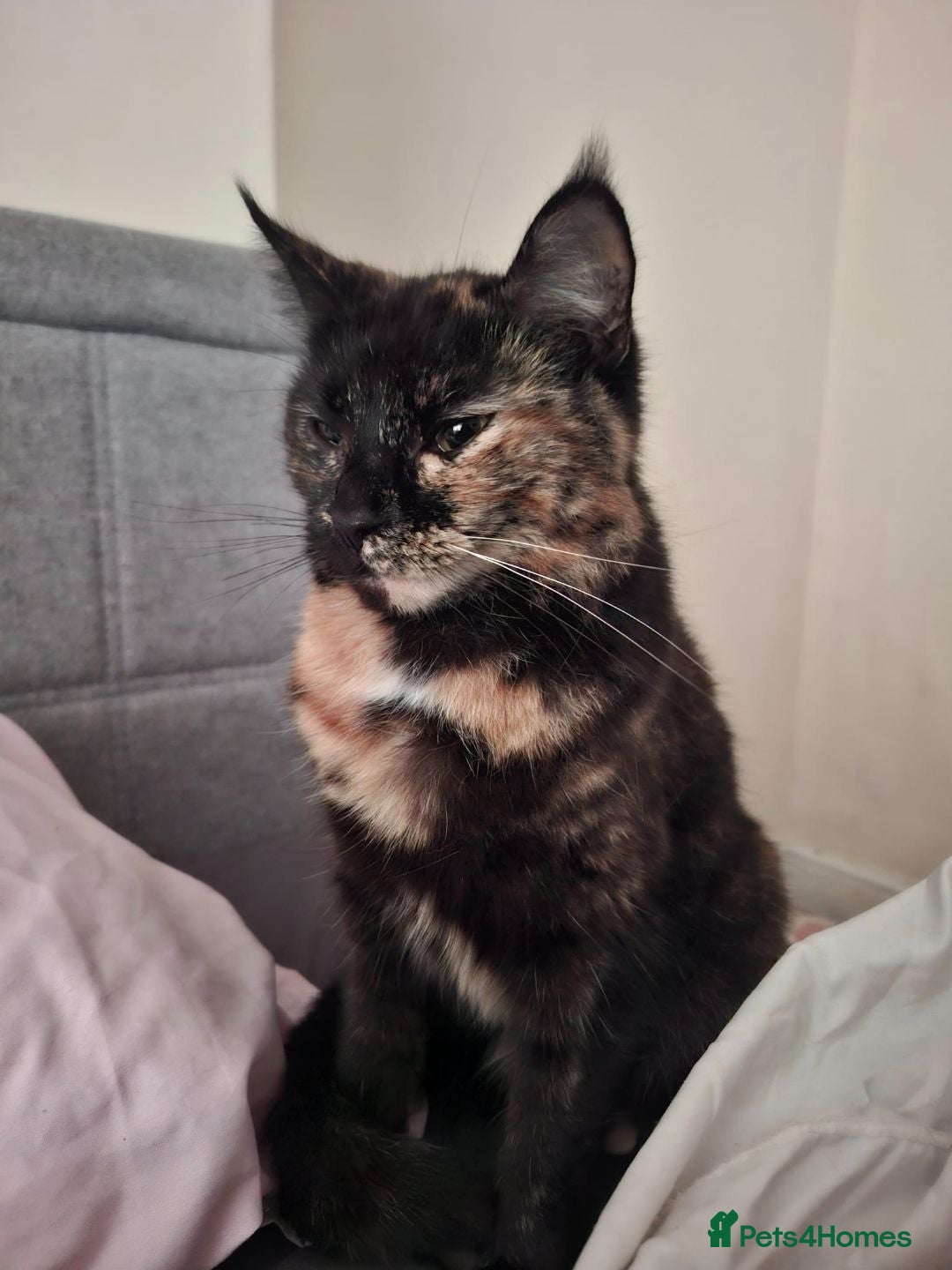 Mixed Breed cats Molly female  - Advert 3